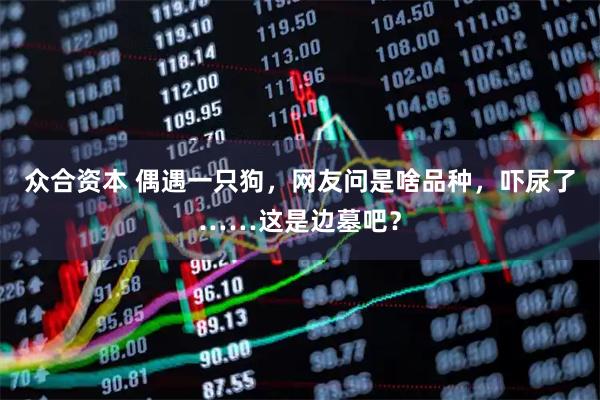 众合资本 偶遇一只狗，网友问是啥品种，吓尿了……这是边墓吧？