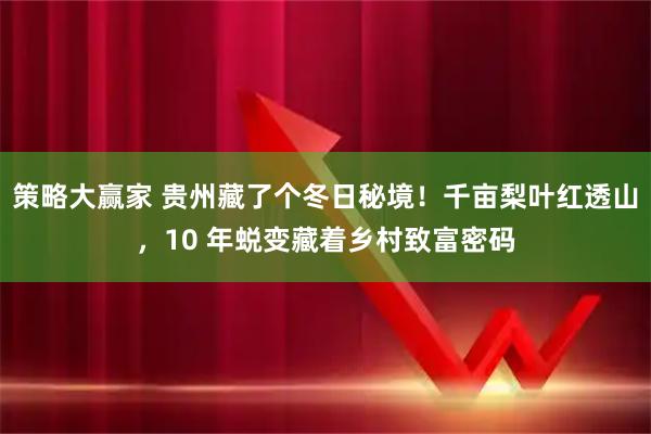 策略大赢家 贵州藏了个冬日秘境!千亩梨叶红透山,10 年蜕变藏着乡村致富密码